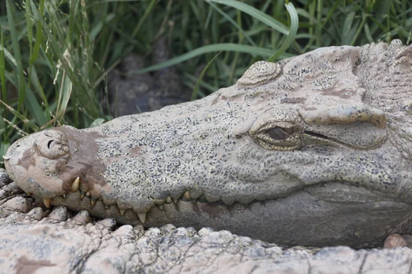Dentes do crocodilo . — Fotografia de Stock