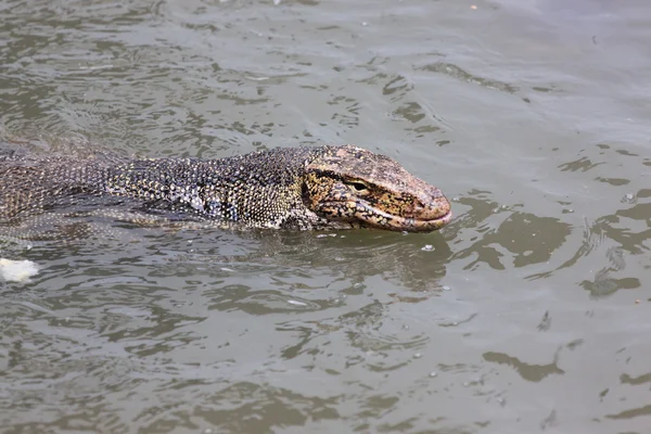 Haed comodo dragon. — Stockfoto