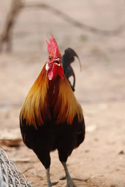 Vorne thailändische Bantam. — Stockfoto