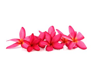 Kırmızı frangipani renkleri.