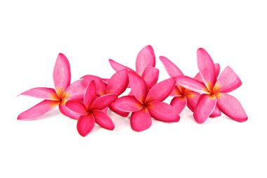 Kırmızı frangipani renkleri.