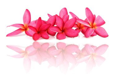 Kırmızı frangipani renkleri.