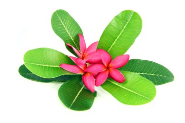 Kırmızı frangipani renkleri.