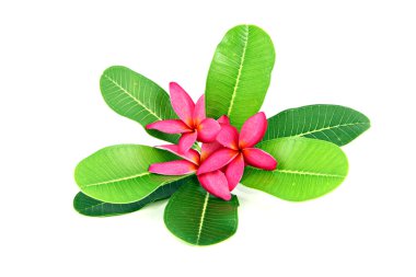 Kırmızı frangipani renkleri.