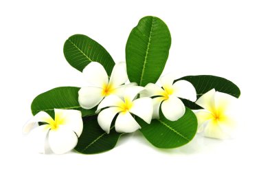 Beyaz frangipani ve yaprak yeşil.