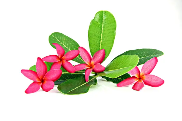 Röd frangipani färger. — Stockfoto