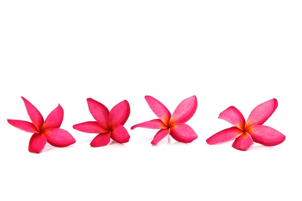 Color rojo frangipani . — Foto de Stock