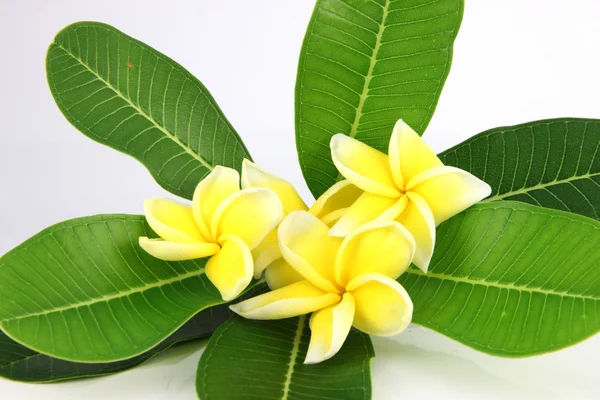 Yellow frangipani colors. — Stock Photo, Image