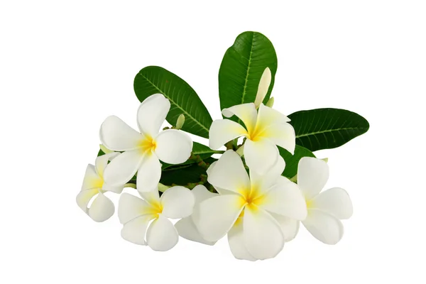 Vit frangipani och gröna blad. — Stockfoto