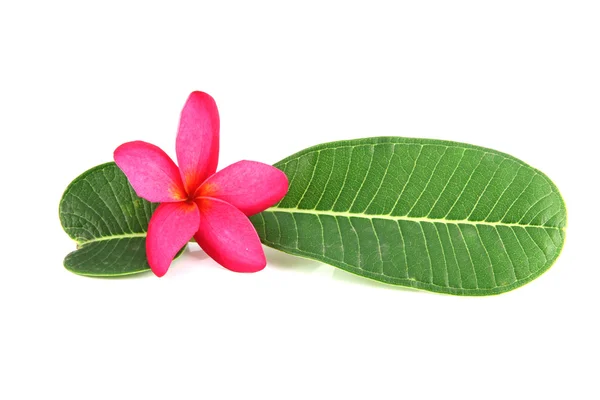 Pink flowers and green leaves. — Stock Photo, Image