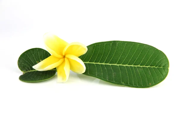 Gula blommor och gröna blad. — Stockfoto