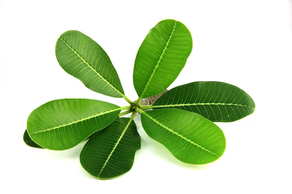 Gröna blad av frangipani. — Stockfoto