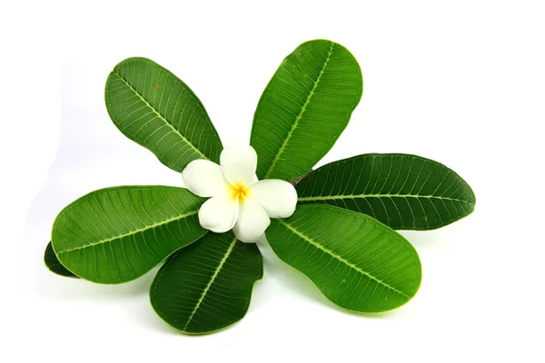 La flor blanca sobre el fondo blanco . — Foto de Stock