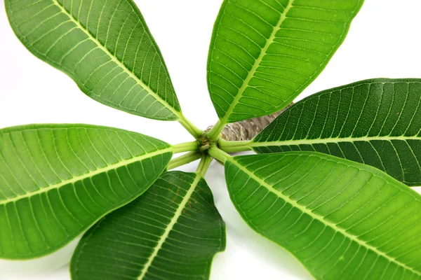 Folhas verdes do frangipani . — Fotografia de Stock