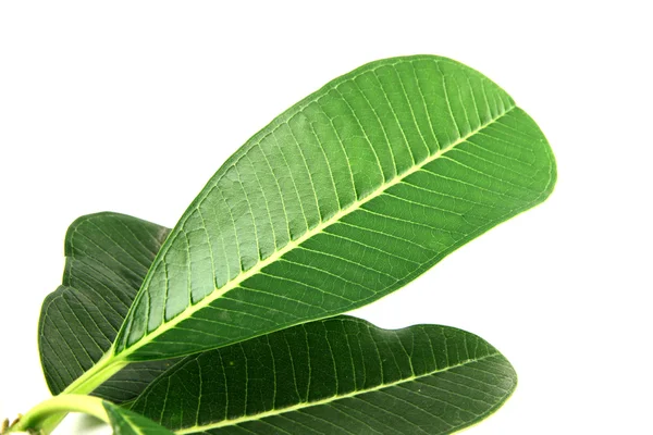 Grüne Blätter der Frangipani. — Stockfoto