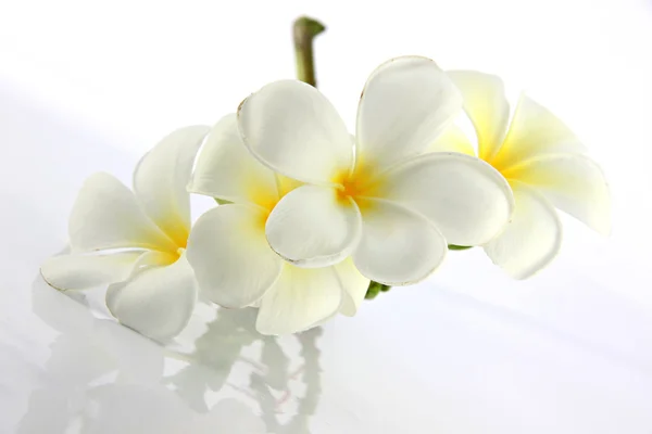 Many white frangipani flowers. — Stock Photo, Image