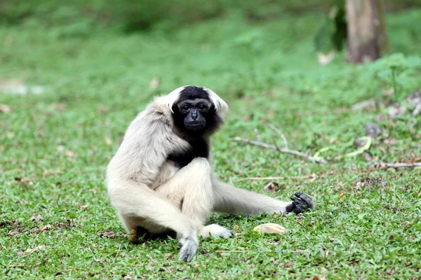 Scimmia seduta a cercare cibo . — Foto Stock