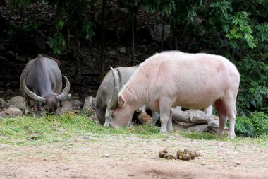 Beyaz bufalo çim yeme alanı.