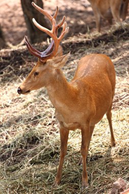 vahşi geyik tarafında are seyir için gıda.