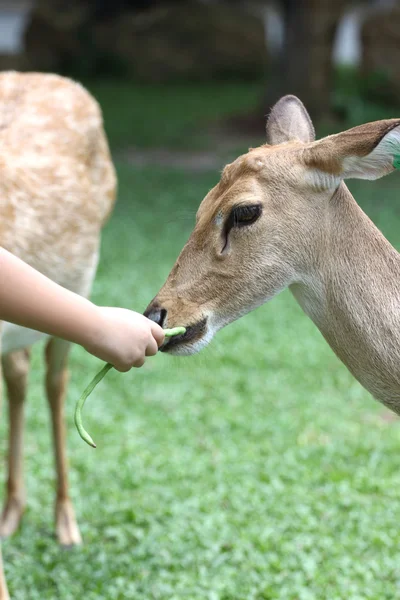 Sedang memberi makan rusa . — Stok Foto
