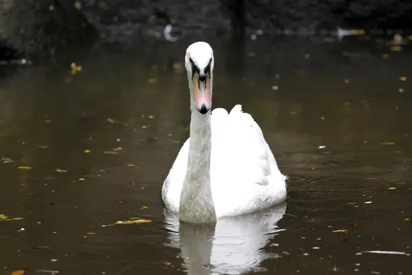 White geese may enjoy swimming. — Stock Photo, Image