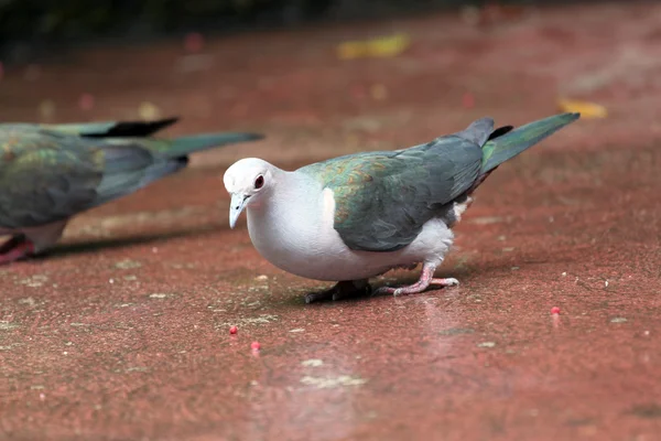 Des pigeons marchaient pour trouver de la nourriture . — Photo