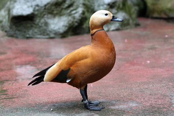 Los Patos Rojos son una buena estancia . —  Fotos de Stock