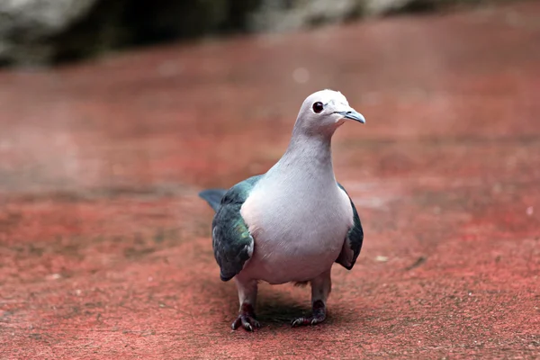 Des pigeons marchaient pour trouver de la nourriture . — Photo