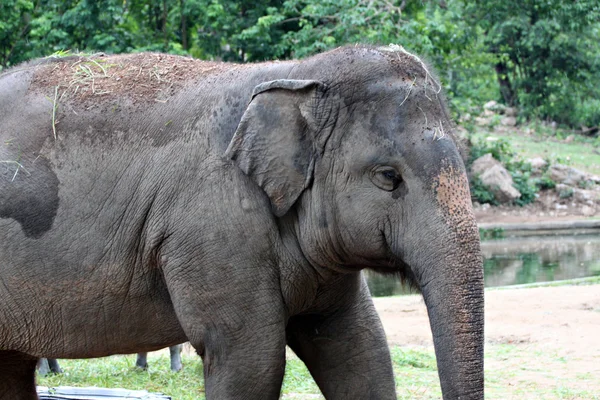 Elefante asiático comer grama feliz . — Fotografia de Stock