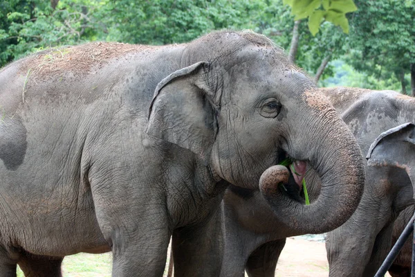 Elefante asiático comer grama feliz . — Fotografia de Stock