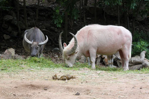 Vit buffel äta gräs i fältet. — Stockfoto