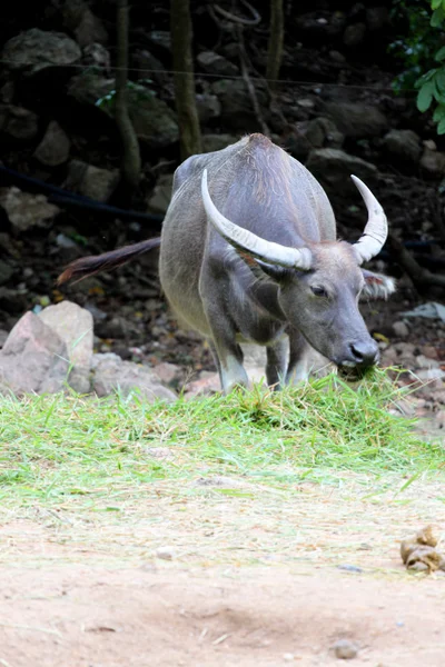 Buffalo äta gräs i fältet. — Stockfoto