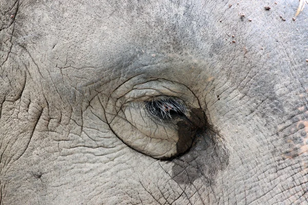 Olhos do elefante asiático . — Fotografia de Stock