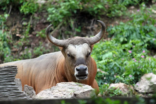 赤の野生の牛が関心を持つカメラを見つめています. — ストック写真