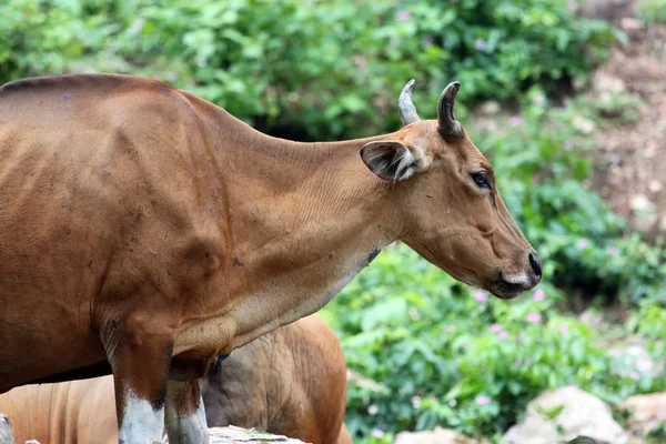 Side of Wild cattle seeking food. — Stock Photo, Image