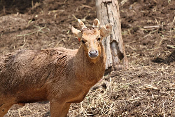 Cerfs sauvages fixent avec beaucoup d'intérêt . — Photo