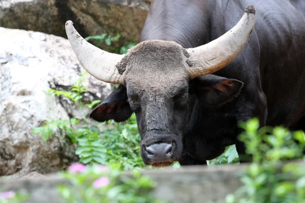 Zwarte wild vee zijn staren naar de camera met belangstelling. — Stockfoto