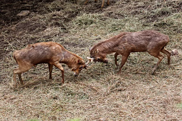 野生の鹿の地域を奪い取るに戦っていた. — ストック写真