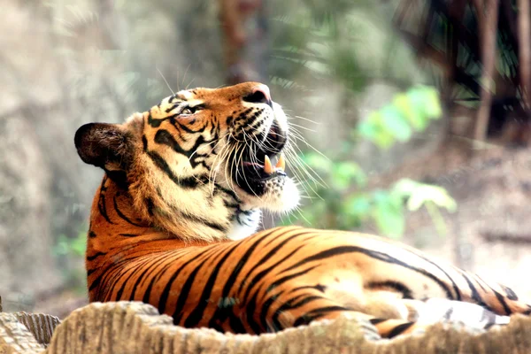 Tiger growling shout. — Stock Photo, Image