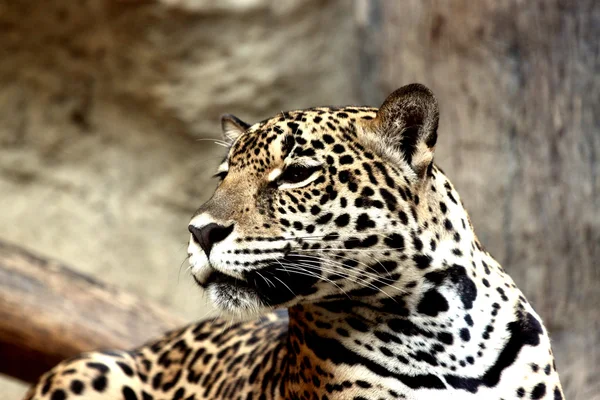 Lado de Leopardo . — Fotografia de Stock