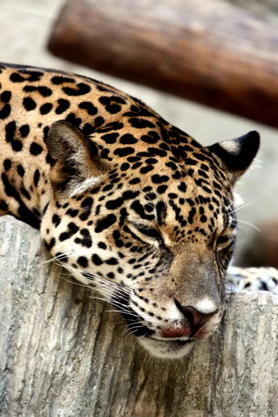 Leopardo rilassante . — Foto Stock