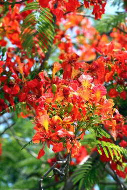 Tavus kuşu çiçekler çiçek açması.