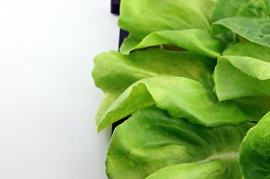 Yeşil marul yemeği yer.