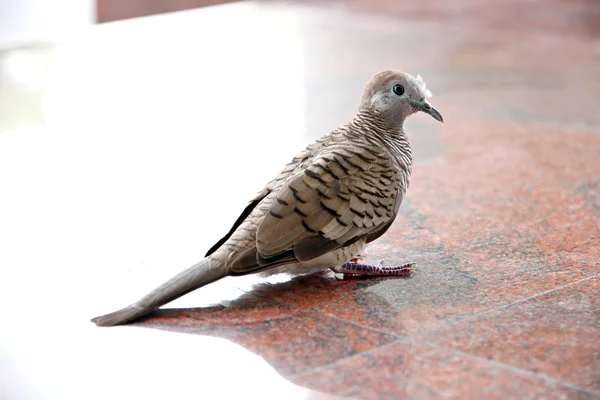 Dove younger in flying. — Stock Photo, Image