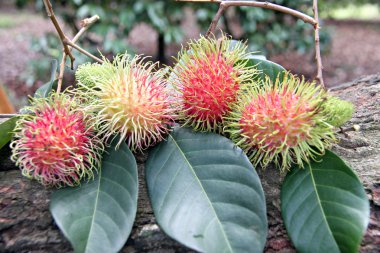 Rambutan yeşil yaprakları üzerine yerleştirilir.