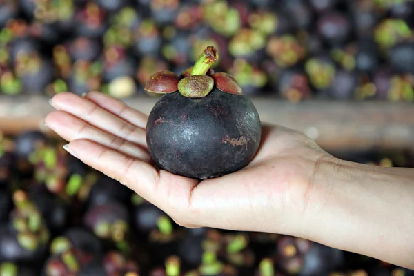 Um mangostão na mão . — Fotografia de Stock