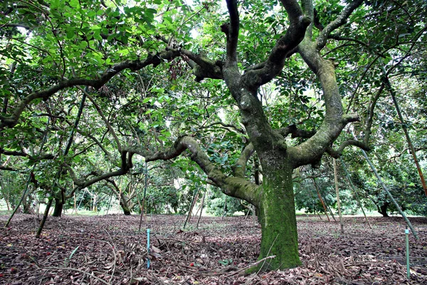 A árvore do Rambutão . — Fotografia de Stock
