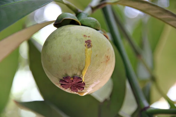 Mangosteen ainda não está maduro . — Fotografia de Stock