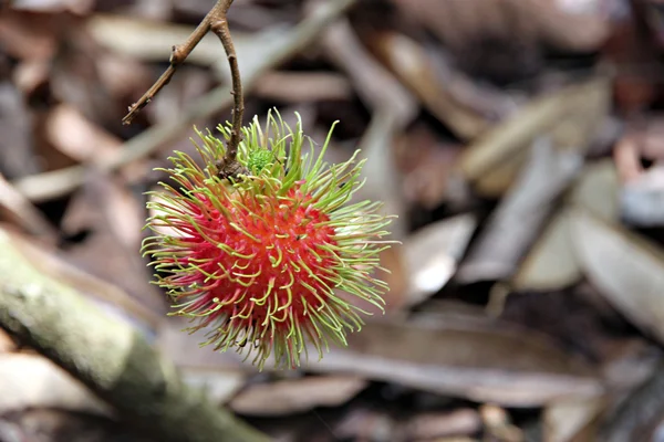 Rambutan is a fruit in Thailand. — Stock Photo, Image