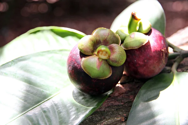 Mangosteen on Green Leaves. — Stock Photo, Image